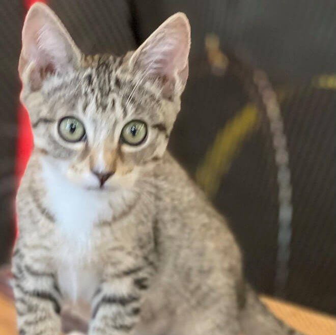 Feral Cat Foundation - If You Find Kittens