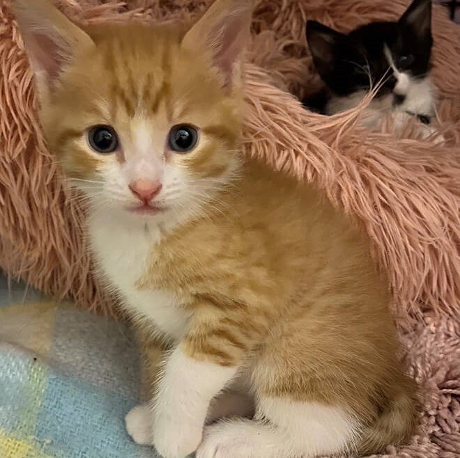 At what age does a kitten stop drinking milk sale